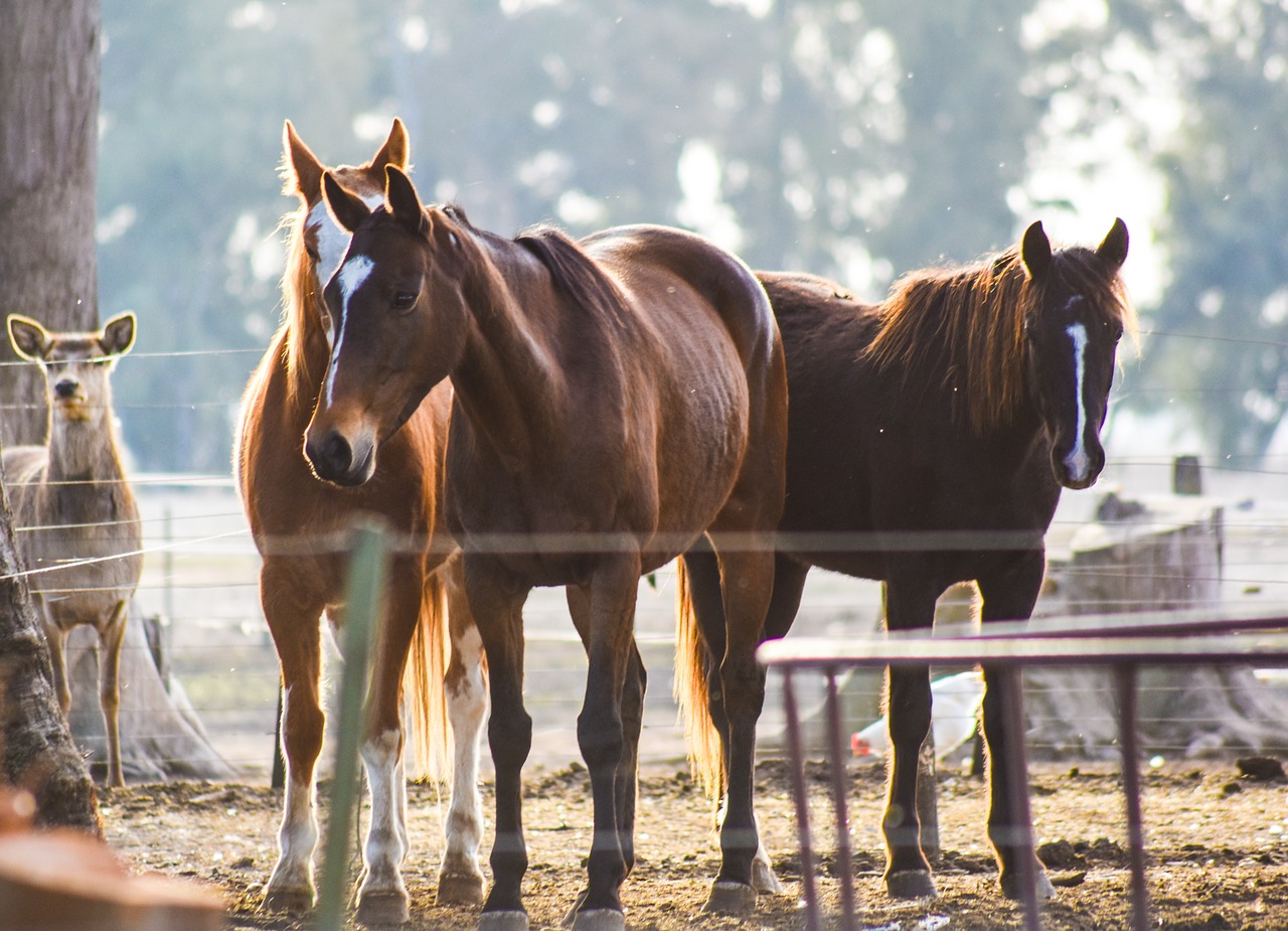 horse  farm  animalia free photo
