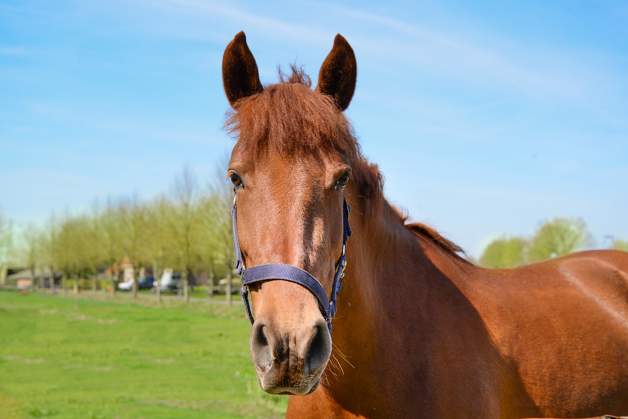 horse  head  animal free photo