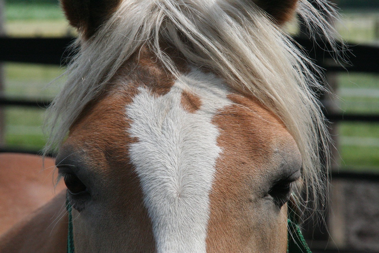 horse  horse head  animal free photo