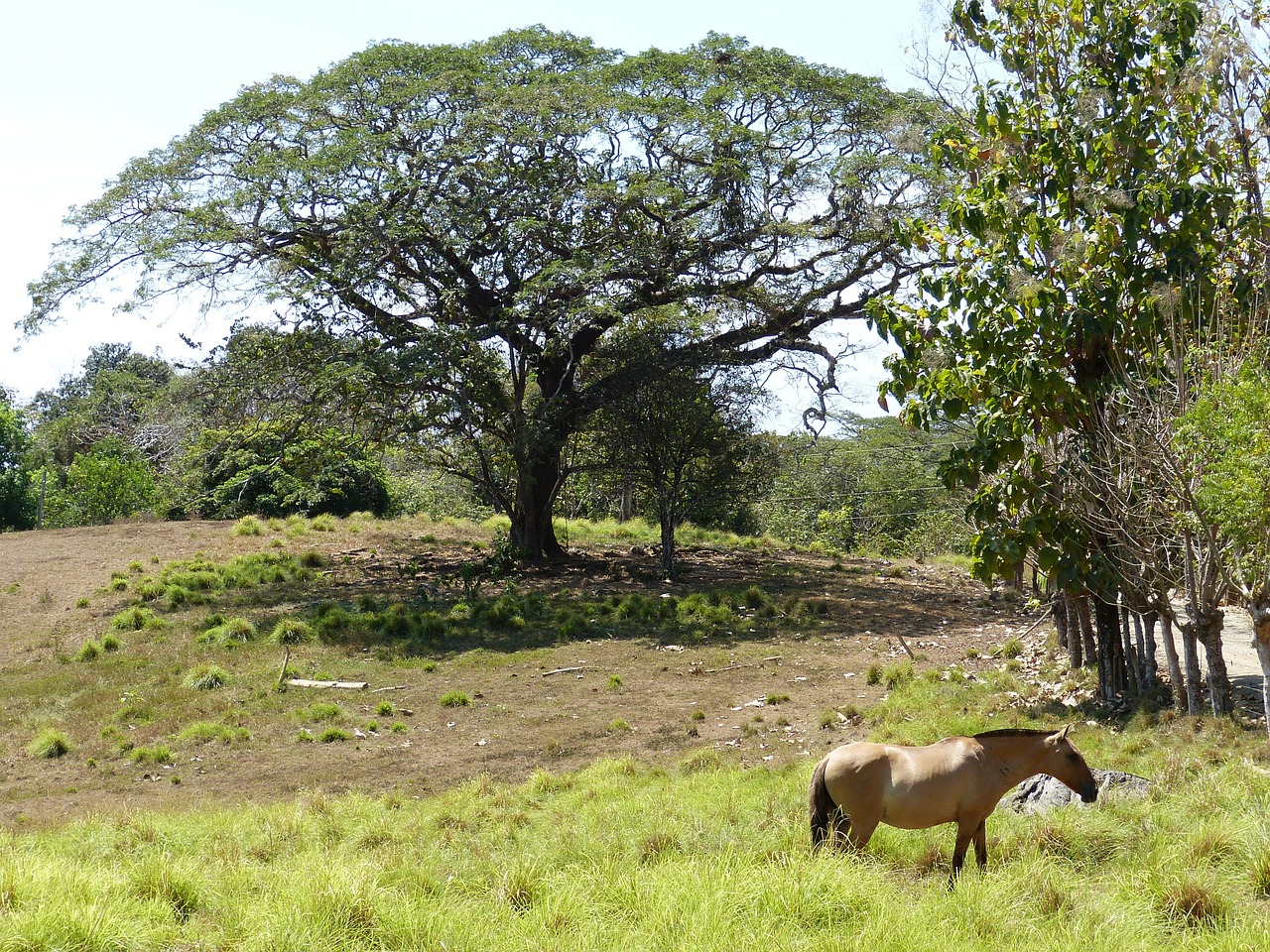 horse meadow pasture free photo