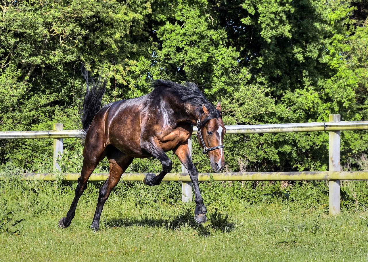 horse  run  grass free photo