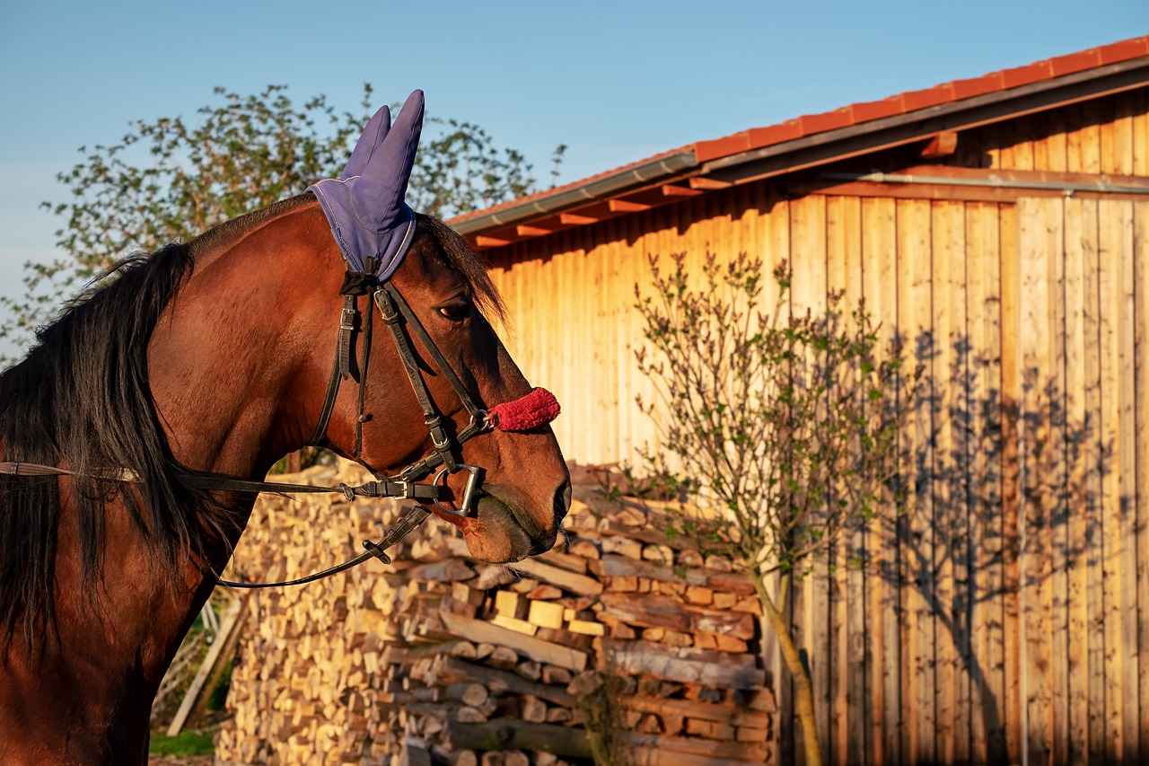 horse  brown  horse head free photo