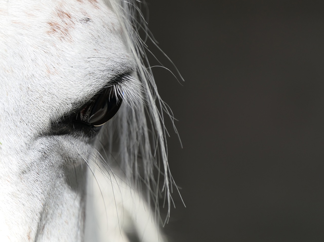 horse  eye  portrait free photo