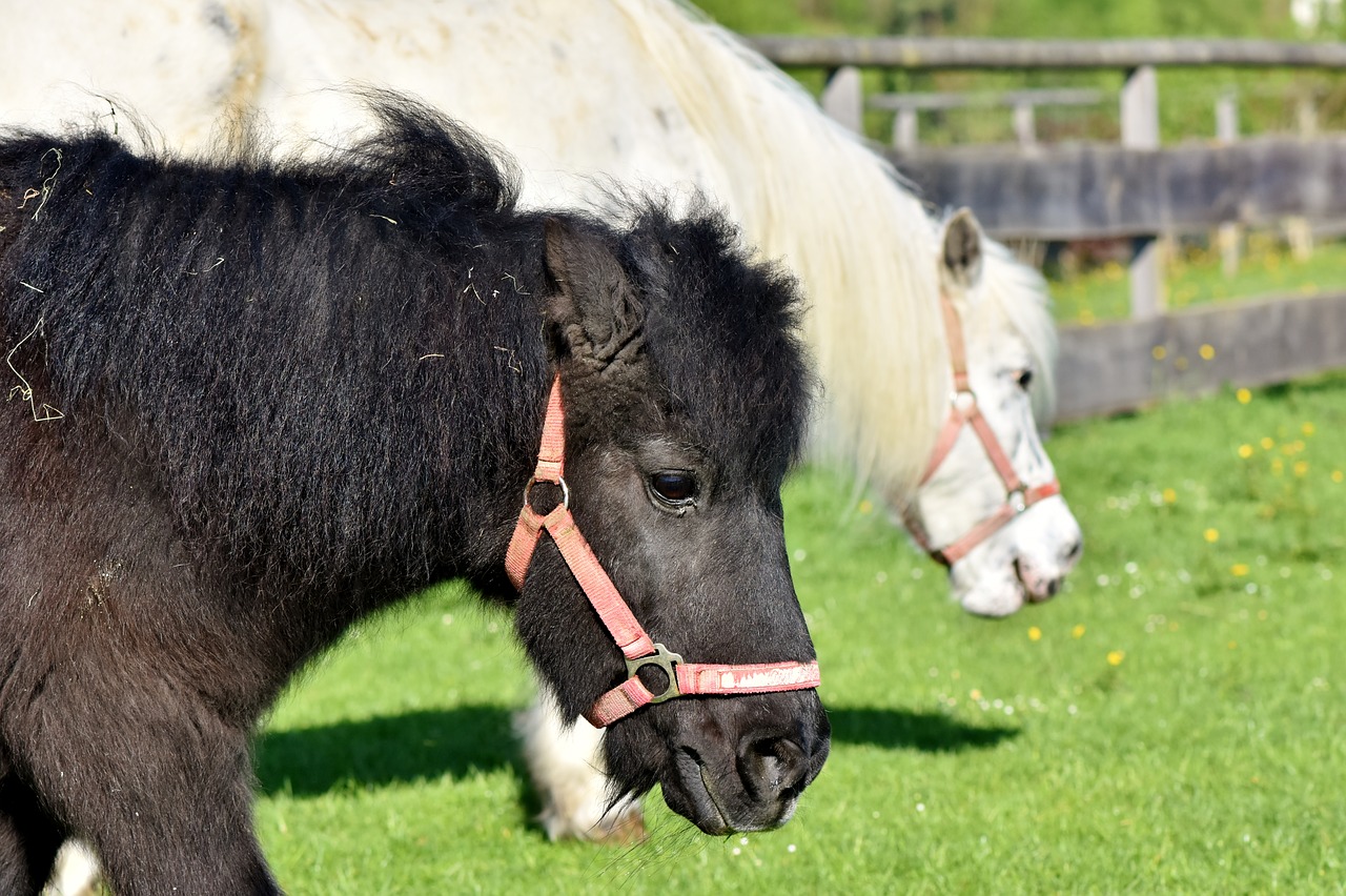 horse  pony  mane free photo