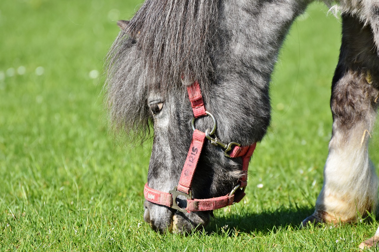 horse  pony  mane free photo