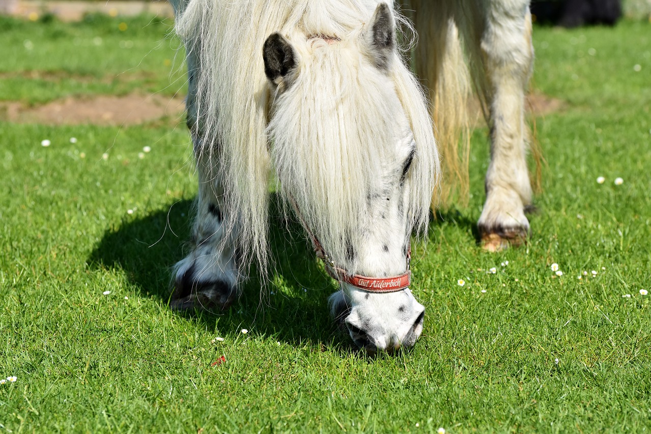 horse  pony  mane free photo