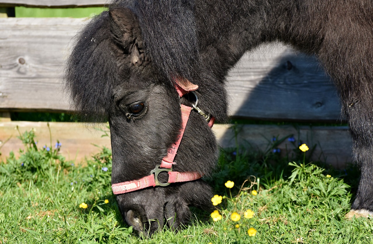 horse  pony  mane free photo