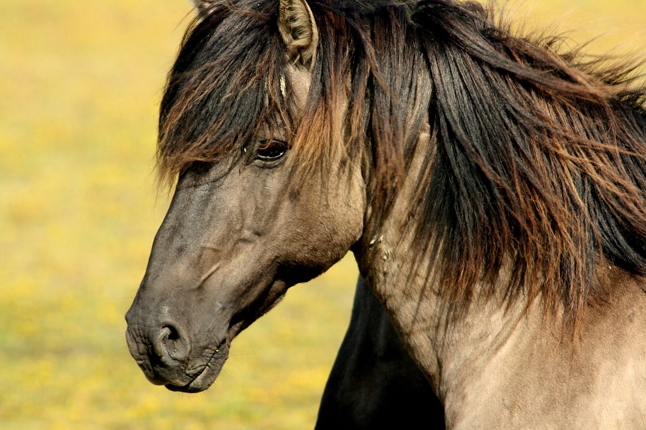 horse nature animals free photo