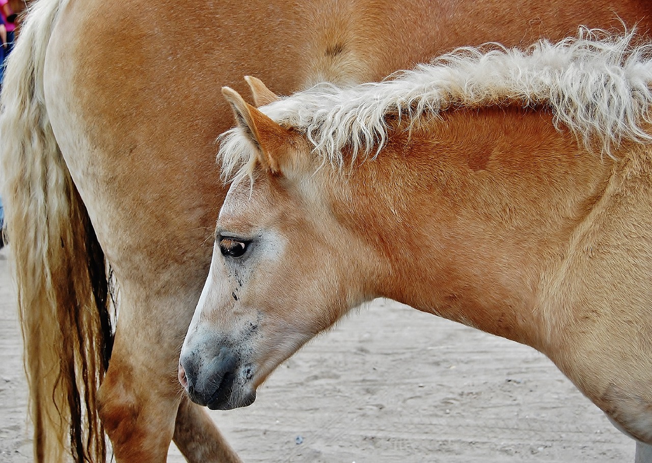 horse  foal  haflinger free photo