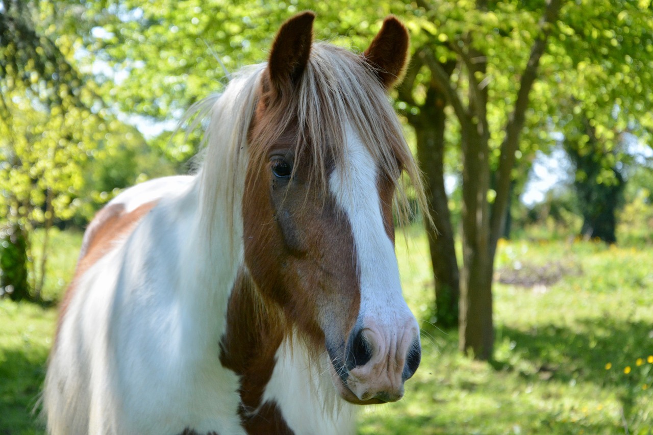 horse  standard  horse irish cob free photo
