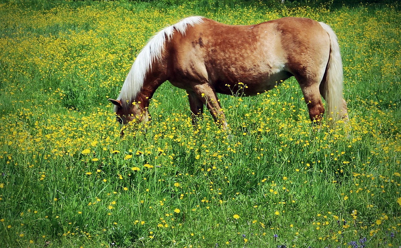 horse meadow graze free photo