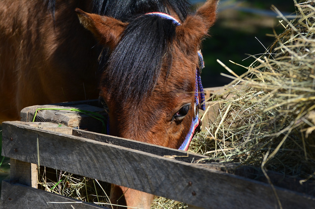 horse  hay  eat free photo