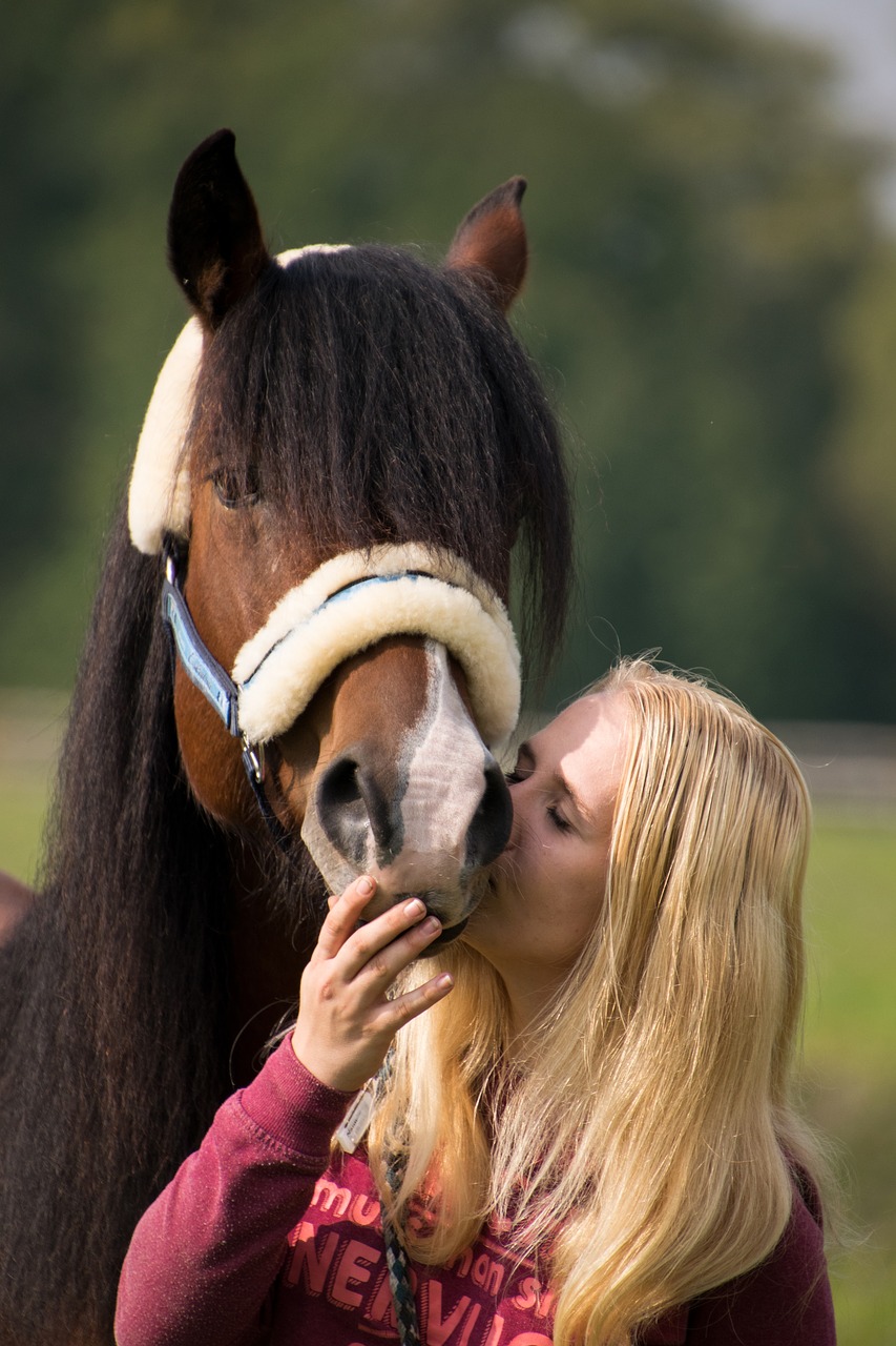 horse  friendship  trust free photo