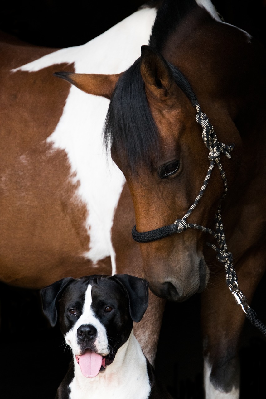 horse  pony  pinto free photo