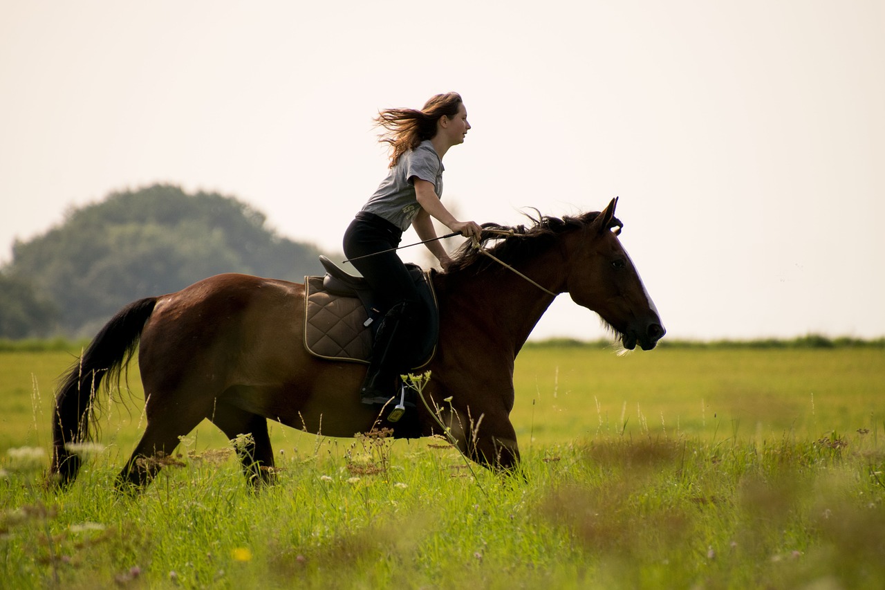 horse  reiter  cavalry free photo