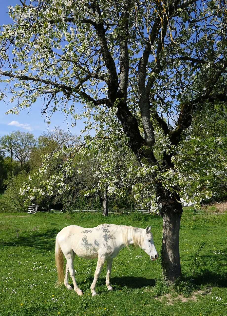 horse  cherry  white free photo