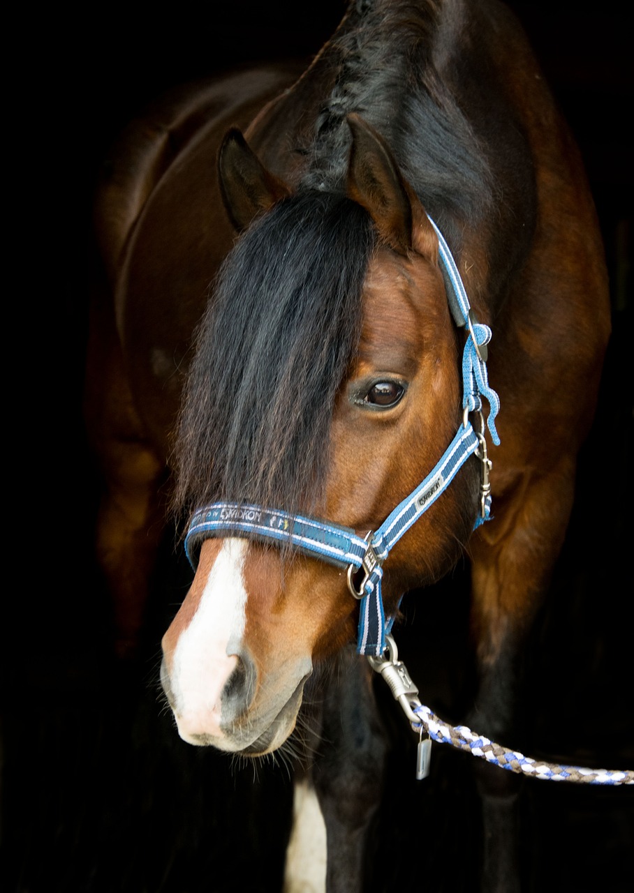 horse  pony  brown free photo