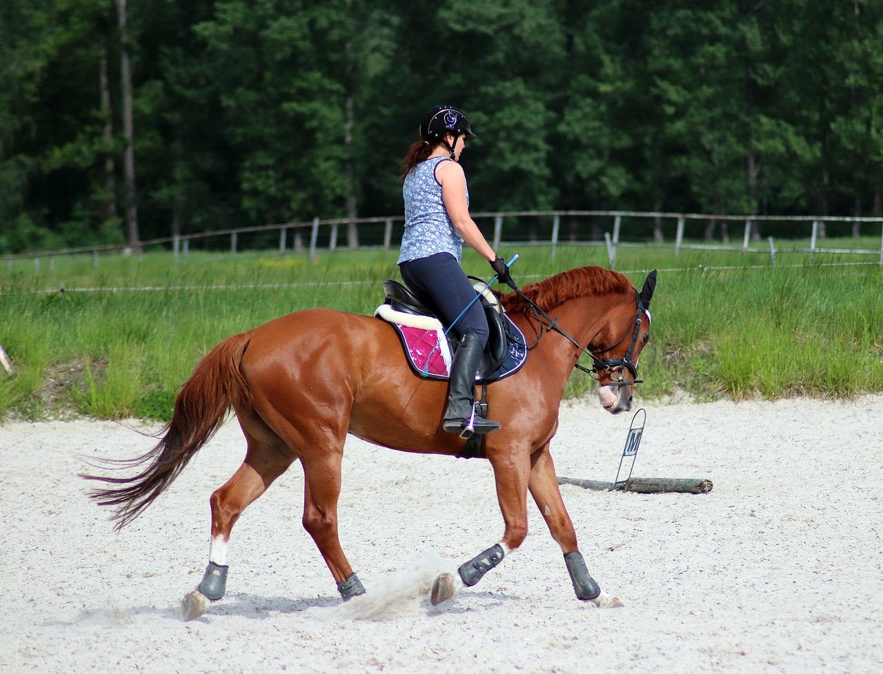 horse  training  exercise free photo