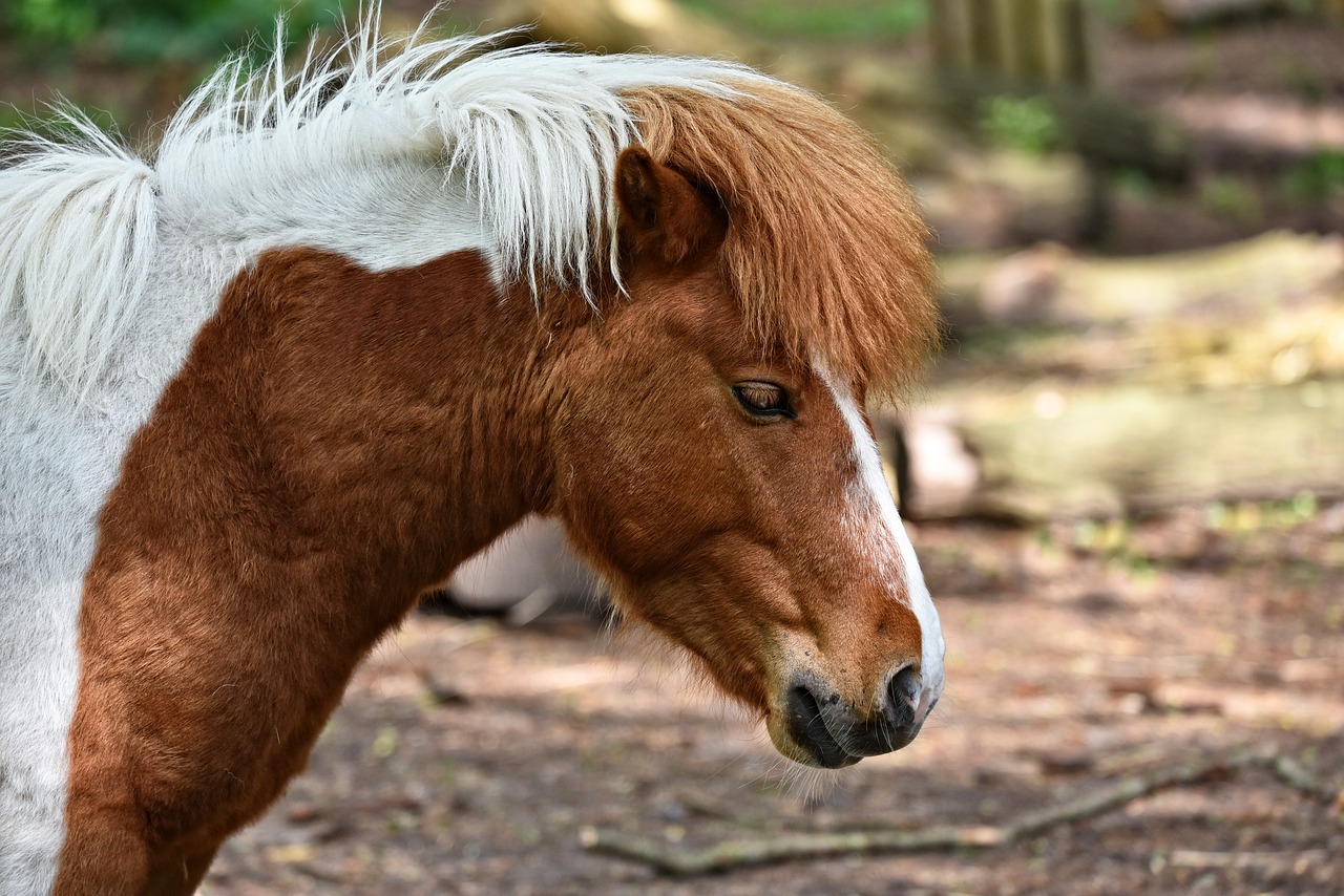 horse  animal  mammal free photo