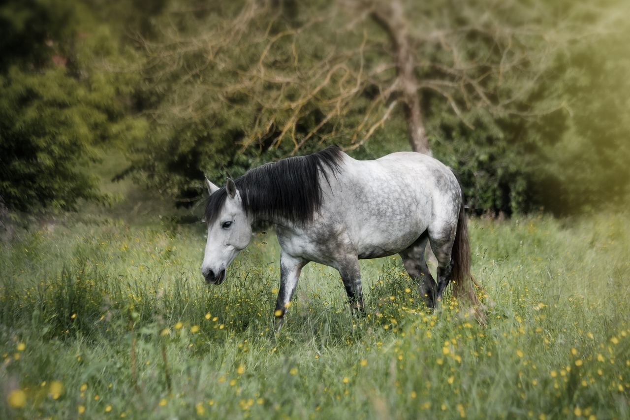 horse  animal  landscape free photo