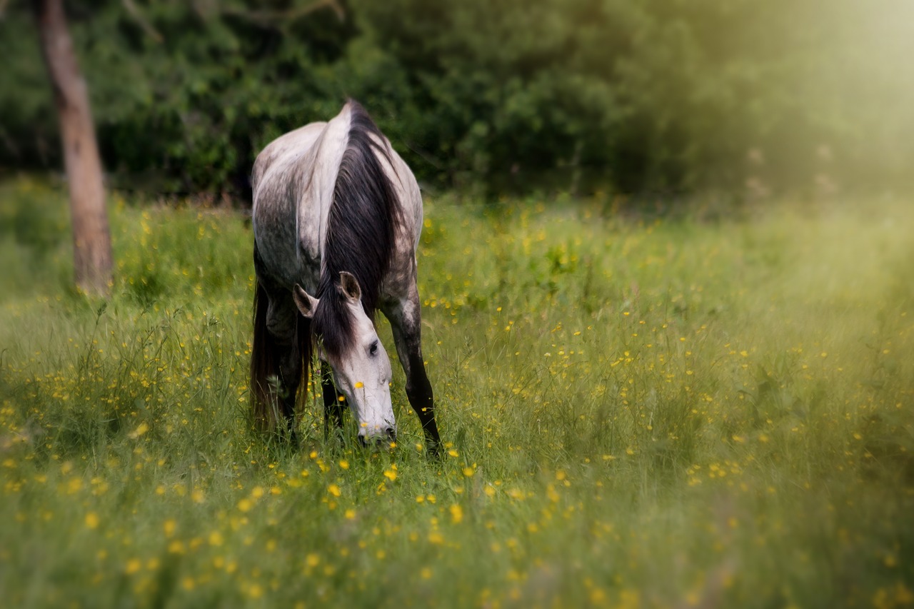 horse  pasture  animal free photo