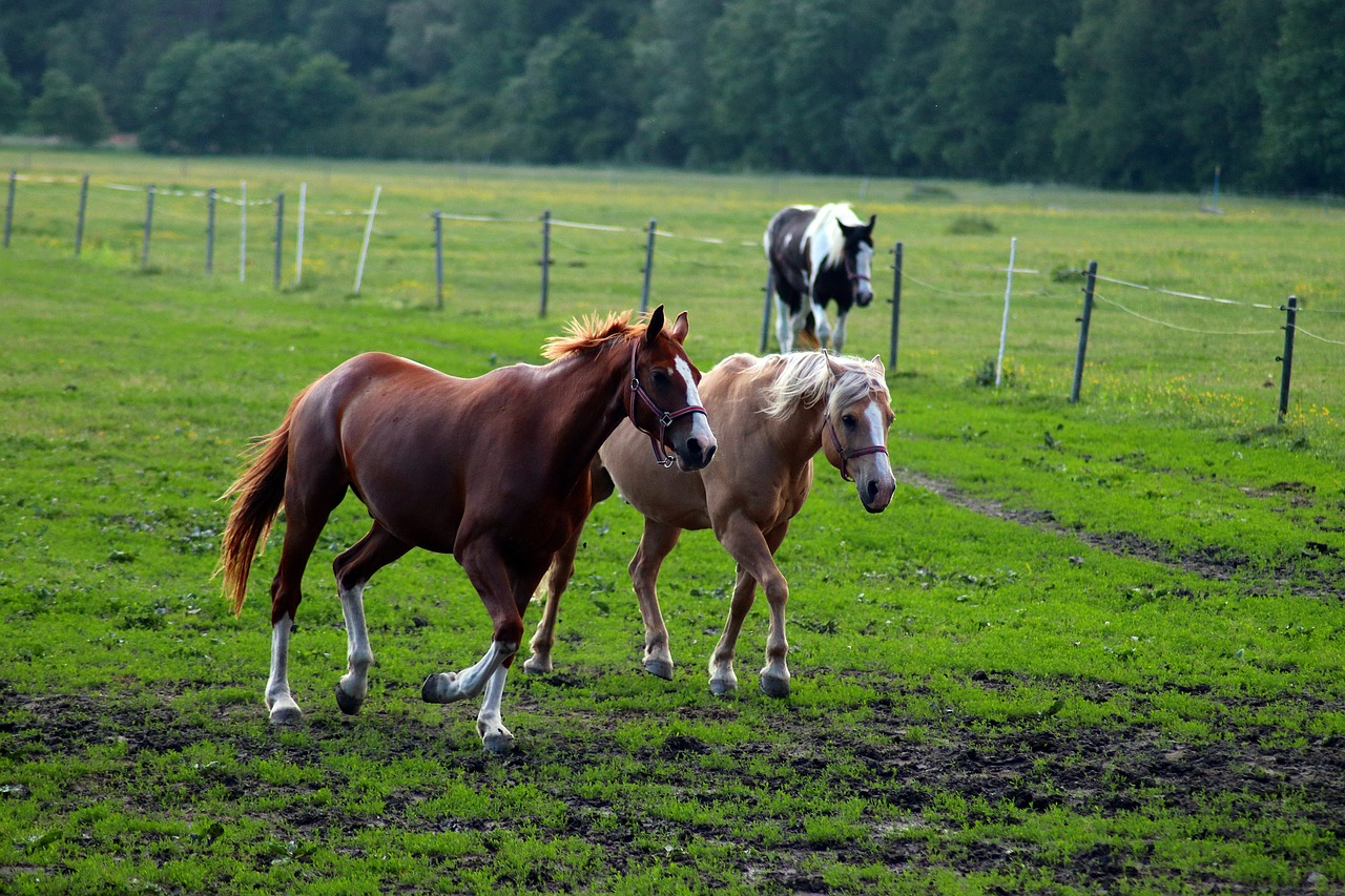 horse  animal  range free photo