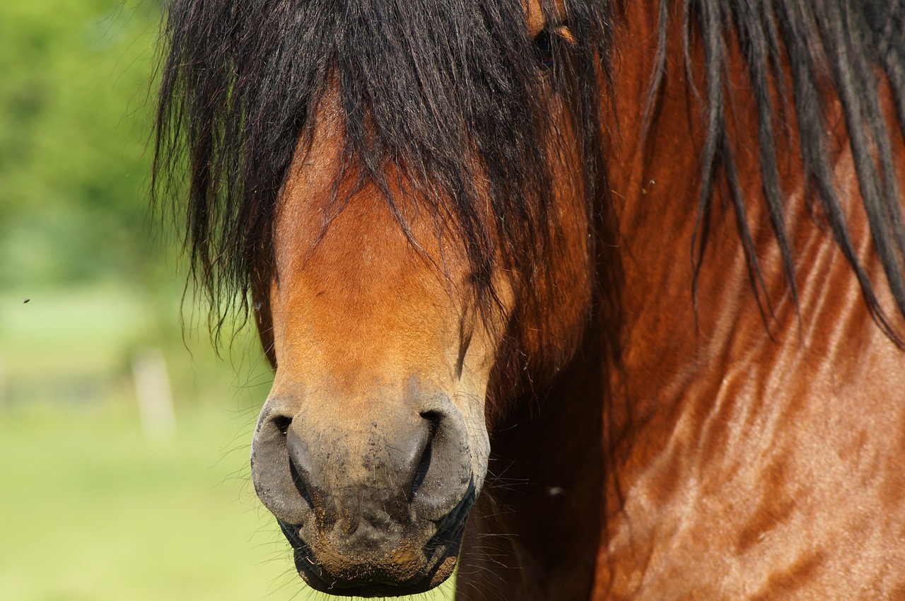 horse  head  mane free photo