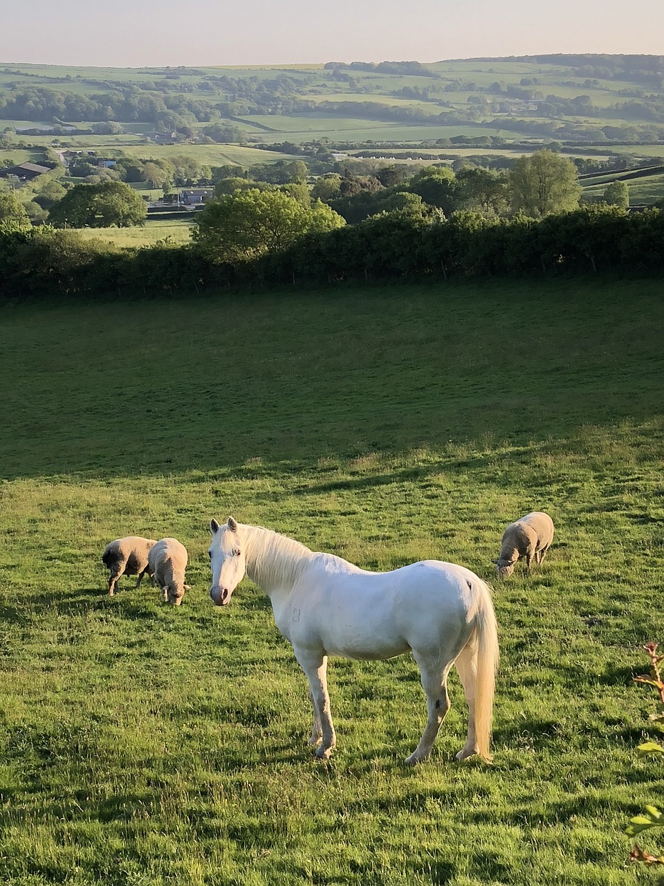 horse  field  sheep free photo