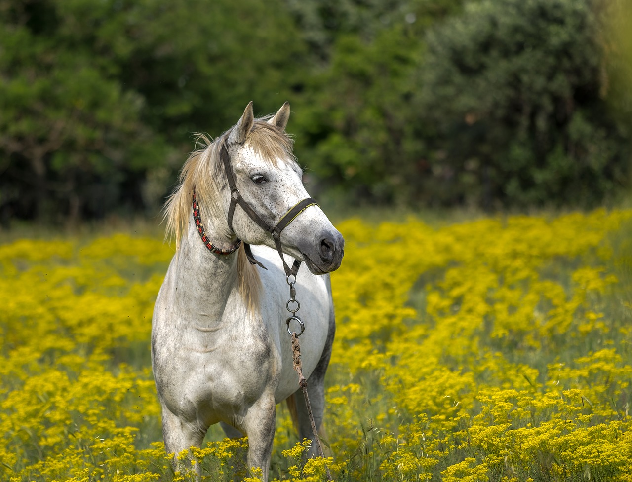 horse  meadow  spring free photo