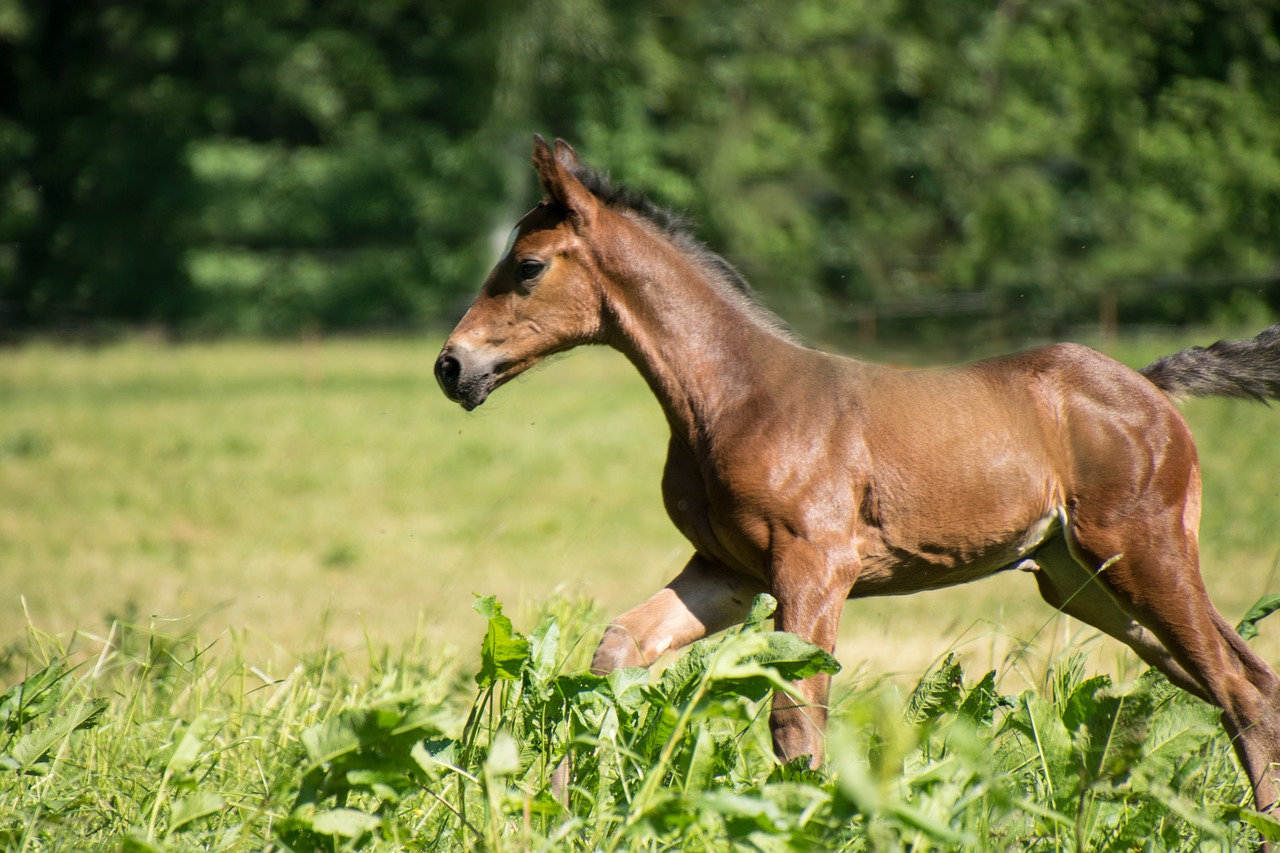 horse  foal  young free photo