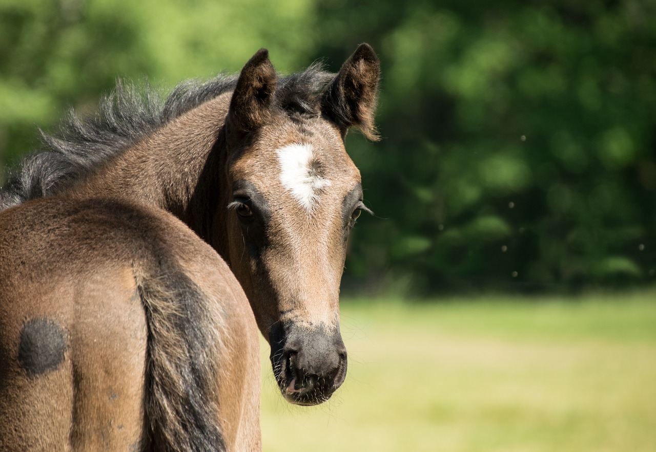 horse  brown  foal free photo