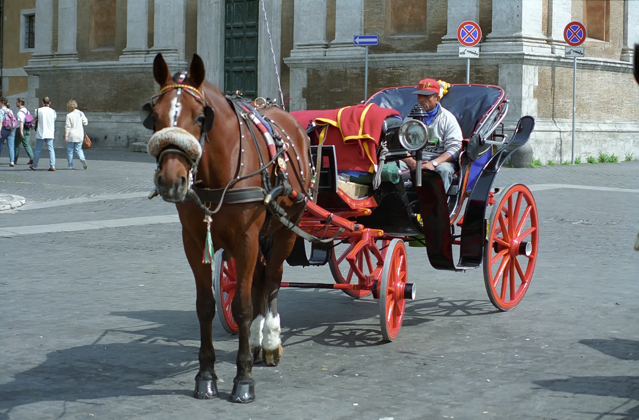 horse  chariot  traffic free photo