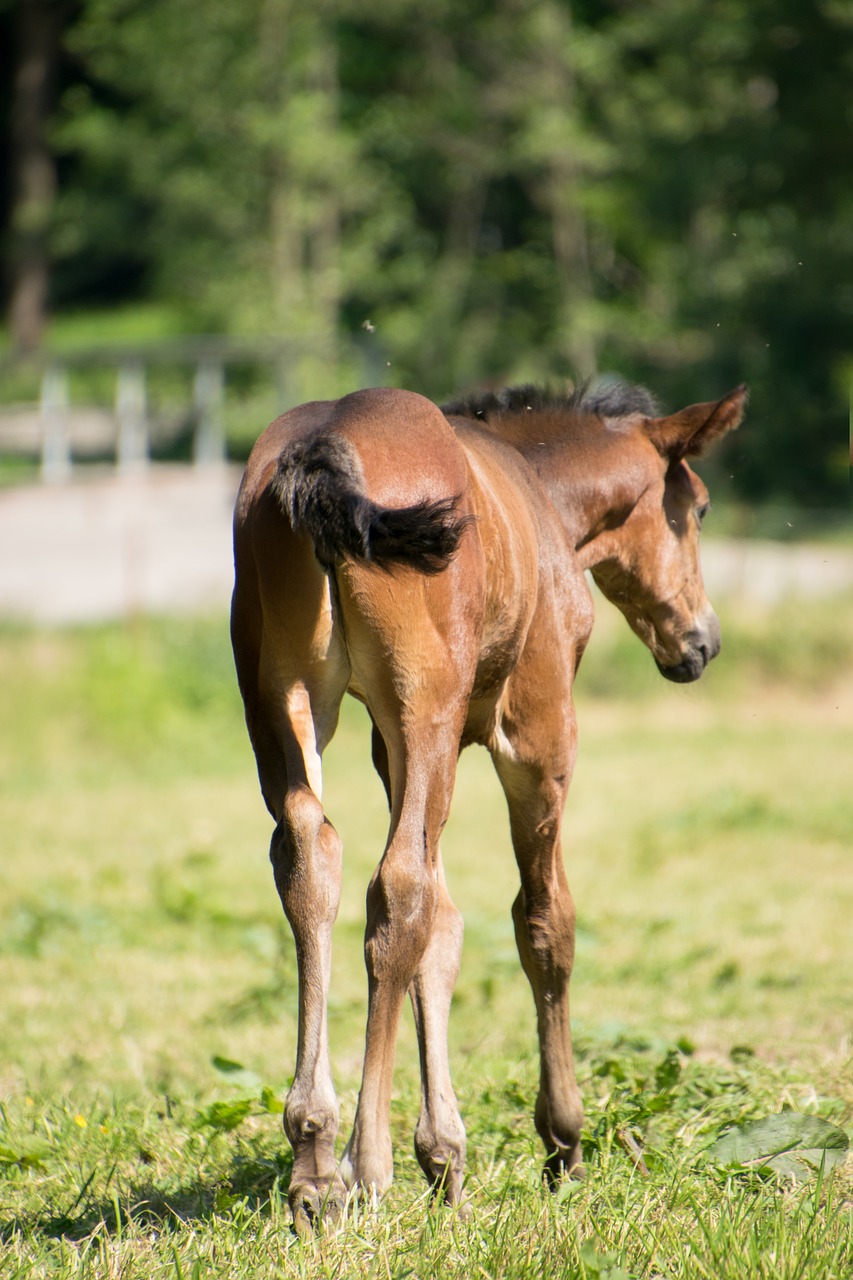 horse  foal  animal free photo