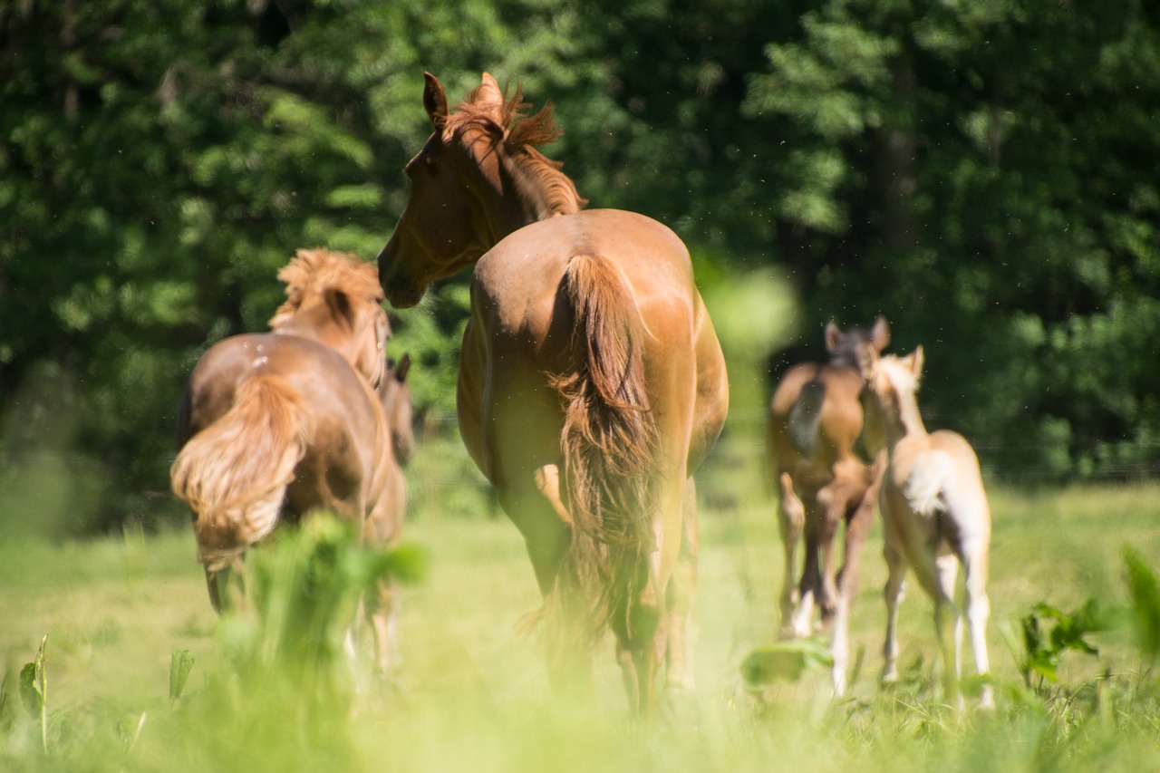 horse  race  animal free photo