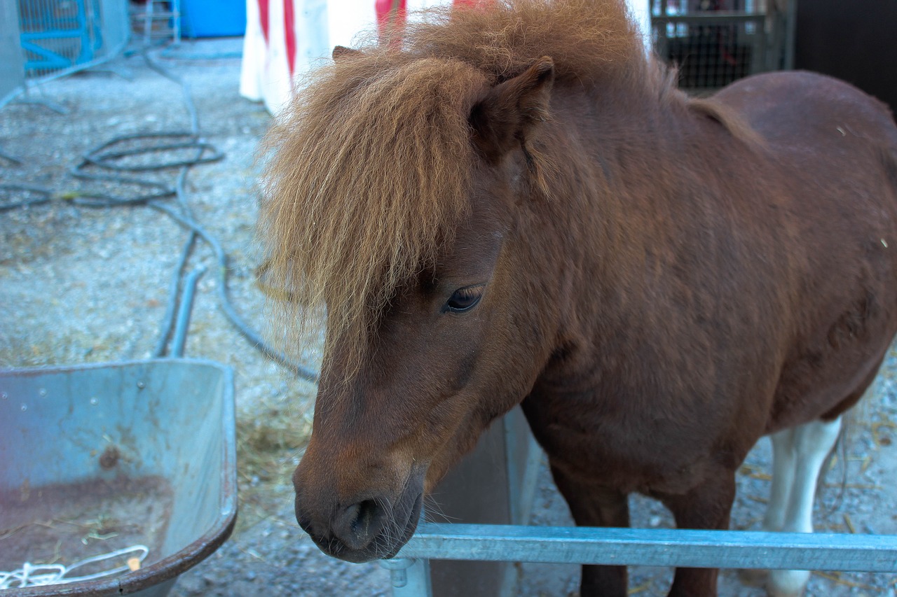 horse  pony  brown free photo