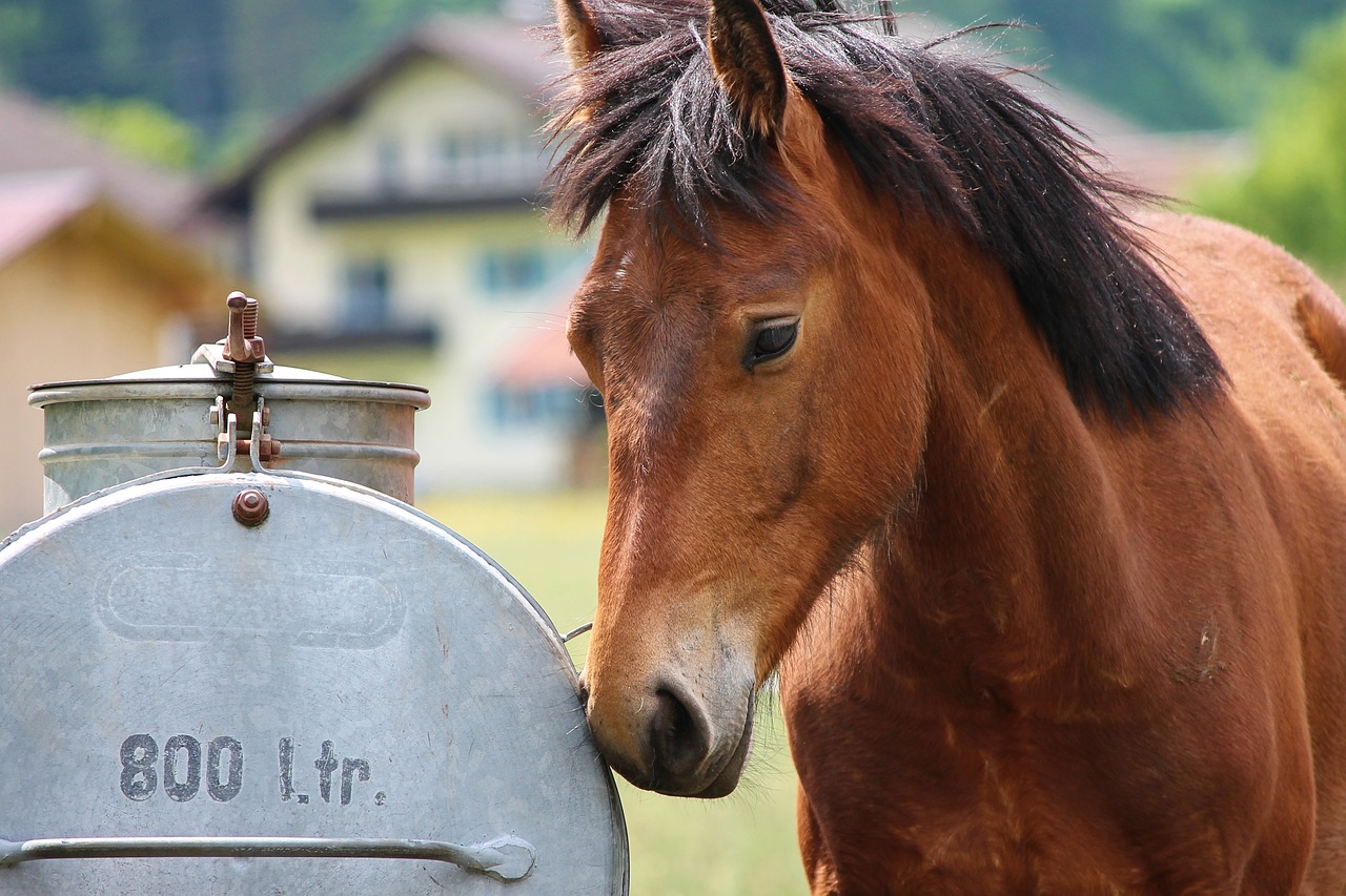 horse  horse head  water tank free photo