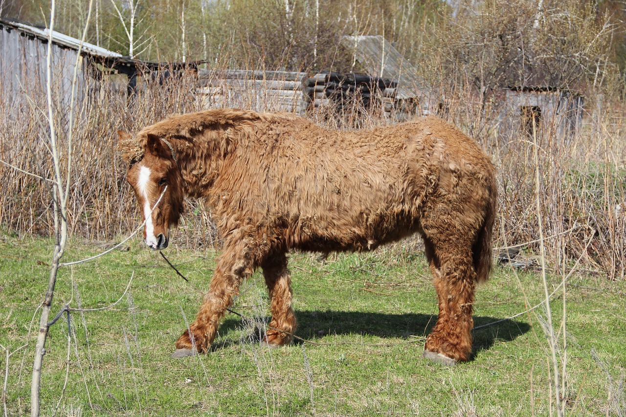 horse  agricultural work  animals free photo