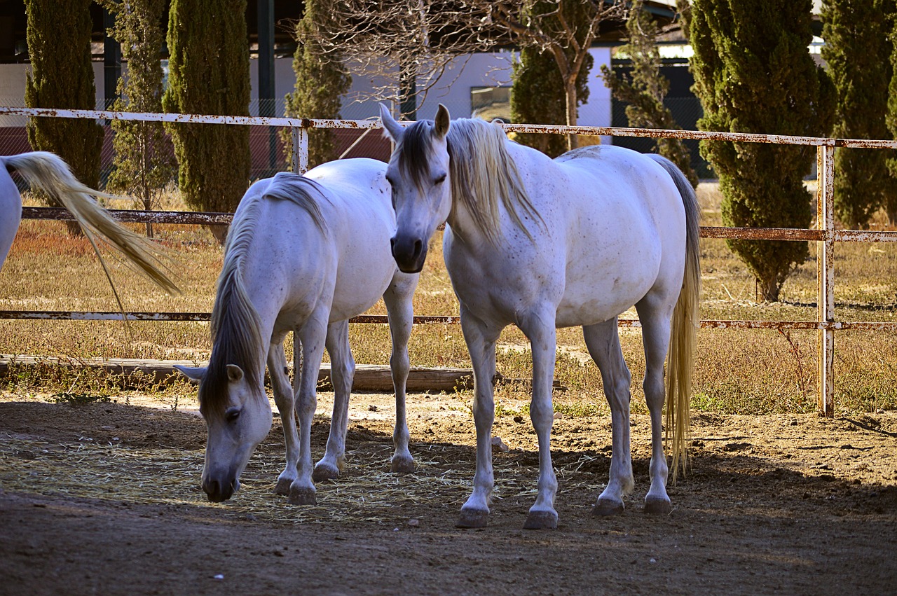 horse  white horse  arabian horses free photo