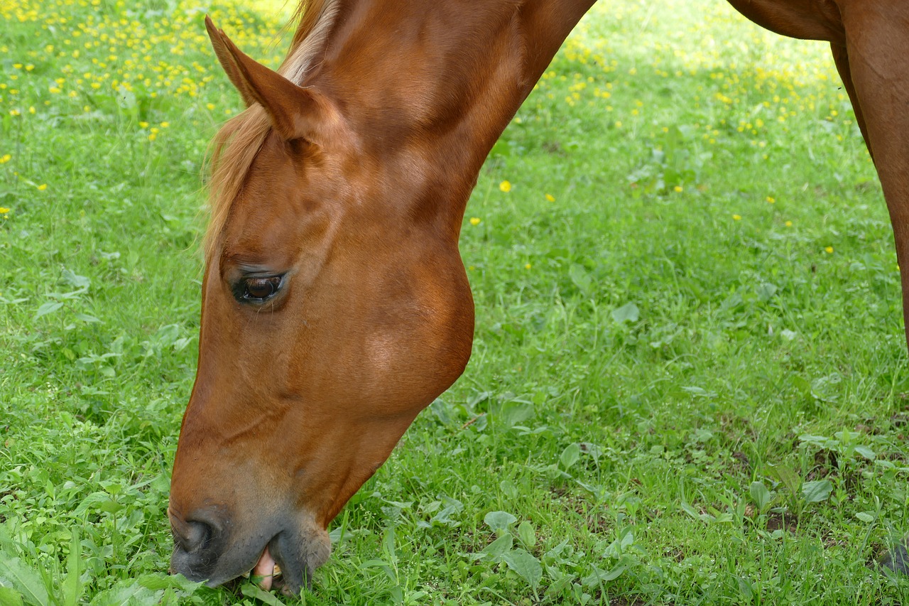 horse  mammal  ungulate free photo