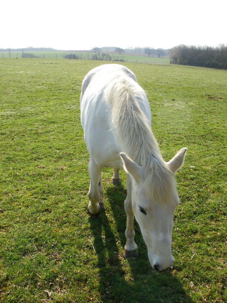 horse  white horse  animal free photo