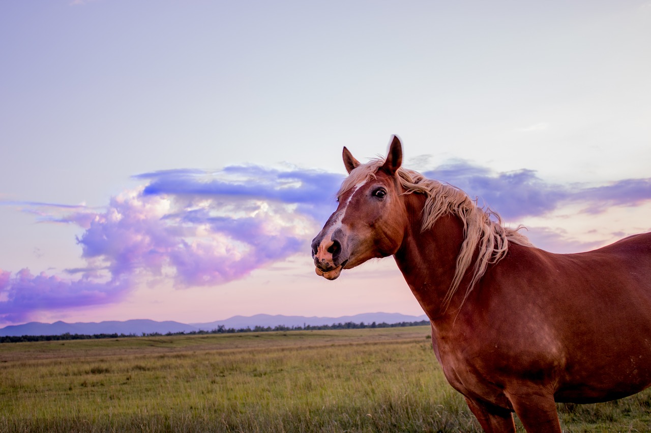 horse  sunset  sun free photo
