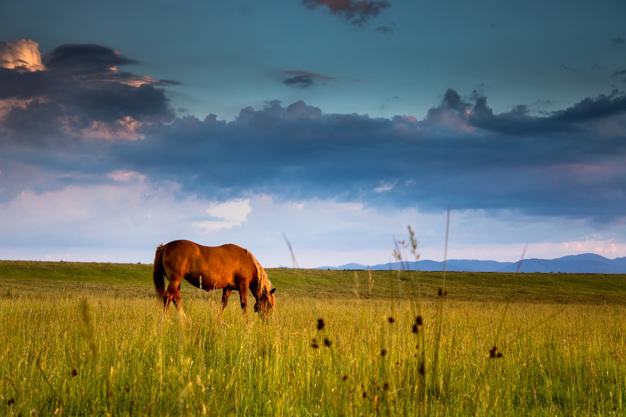 horse  sunset  sun free photo