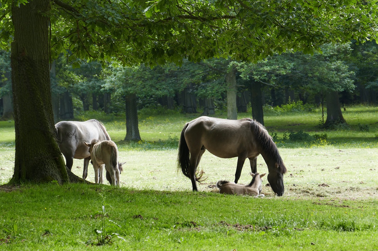 horse  animal  nature free photo