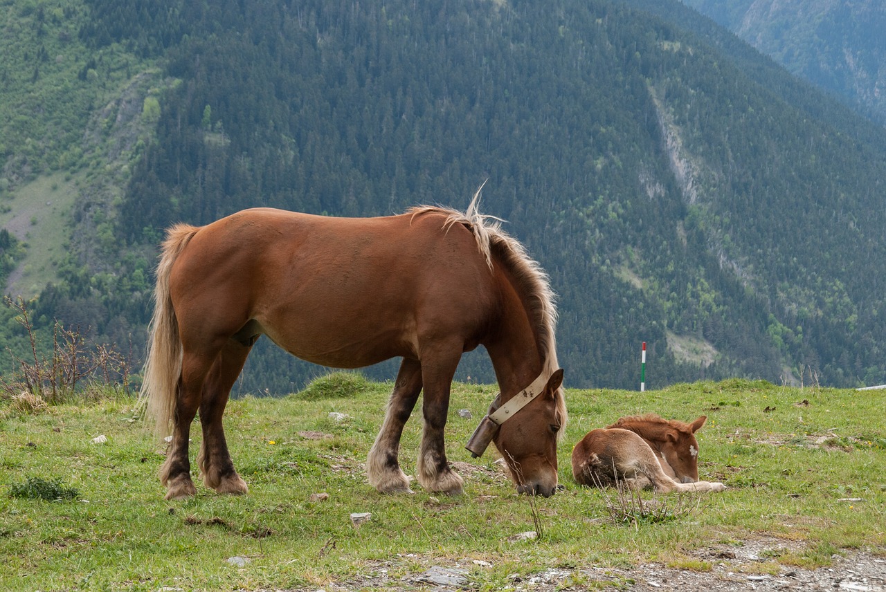 horse  grass  nature free photo