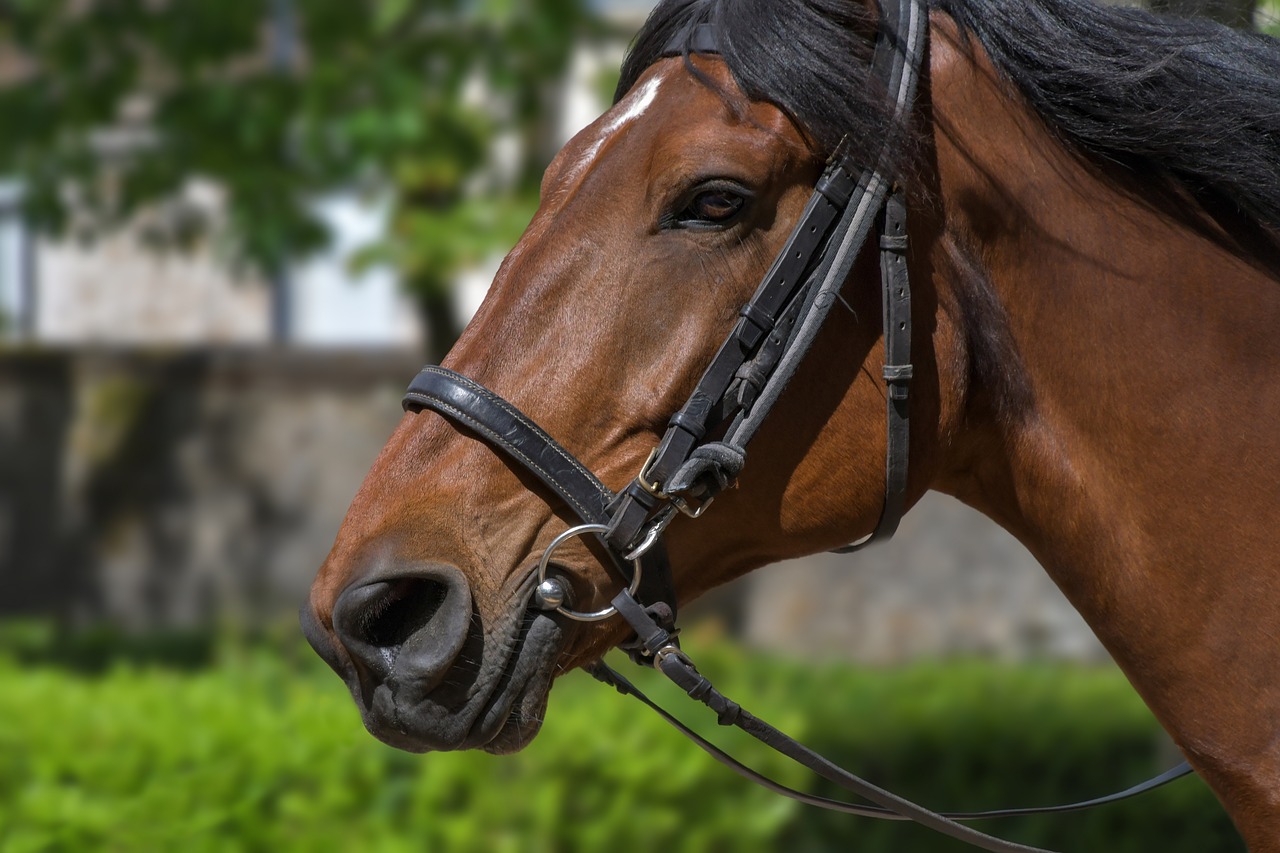 horse  portrait  profile free photo