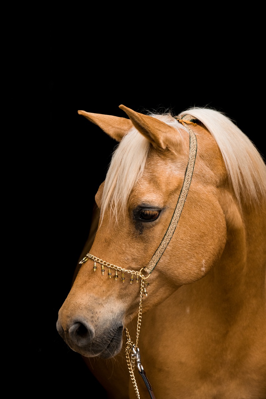 horse  portrait  mare free photo
