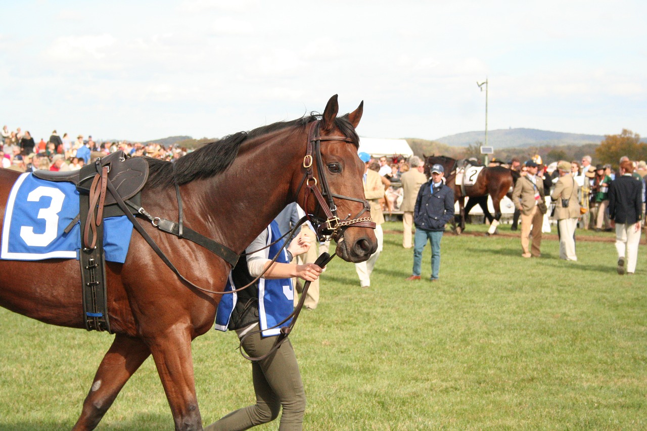 horse  racehorse  sport free photo