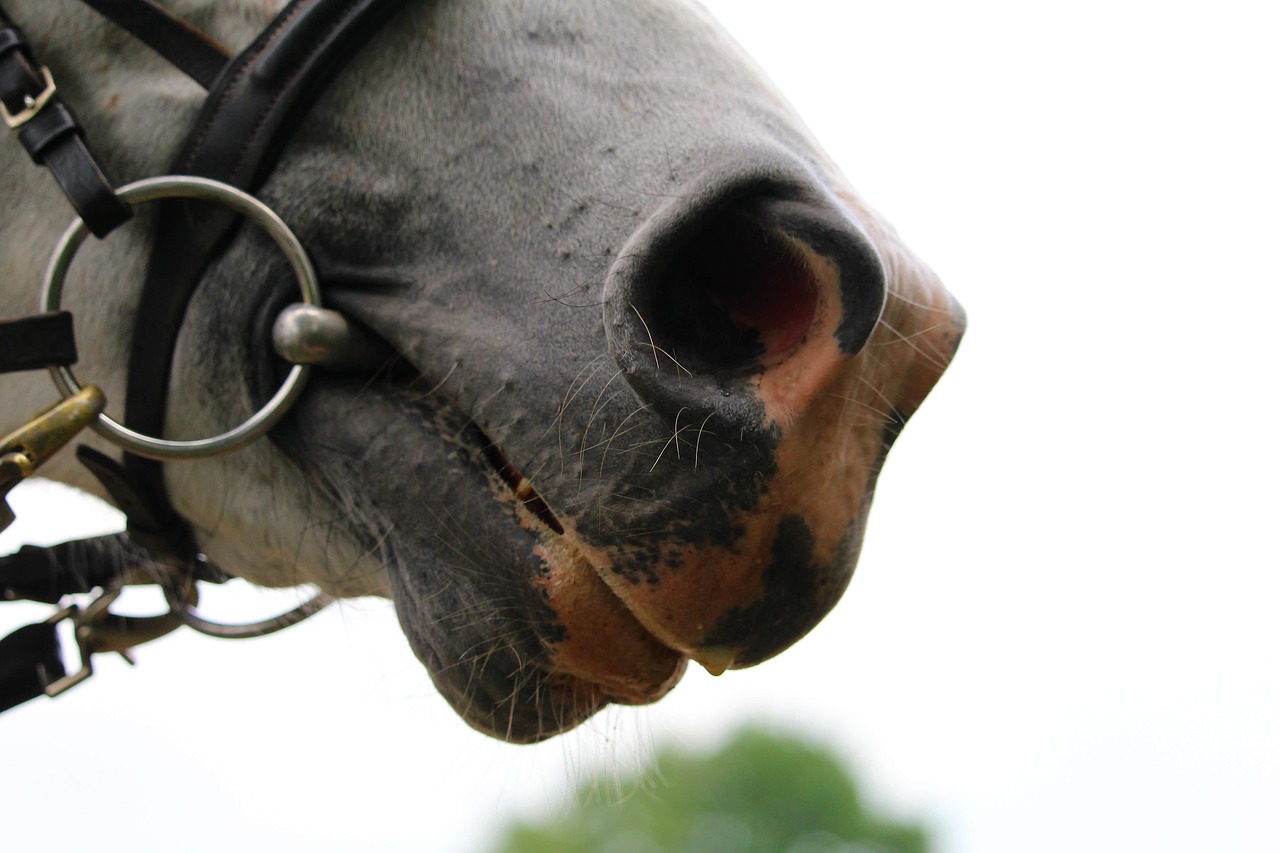 horse  nostrils  animal free photo