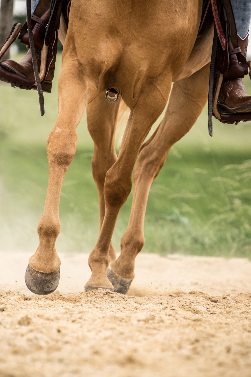 horse  trot  hoof free photo