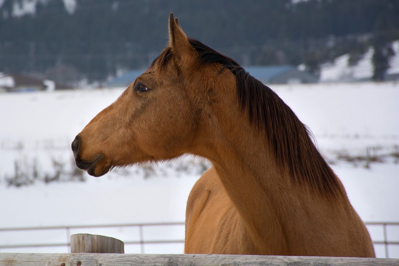 horse  farm  winter free photo